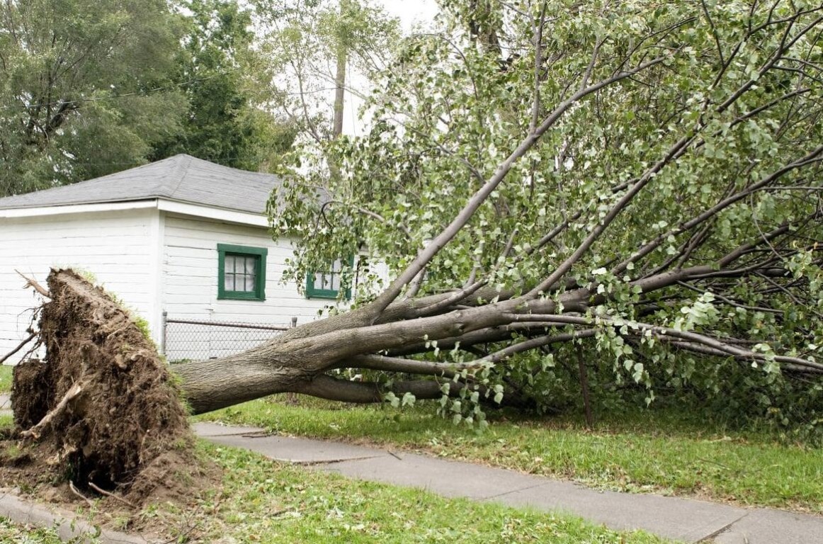 Hazardous & Large Tree Removal service in Grand Island, NE